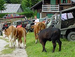 Bild zum vergrößern anklicken!